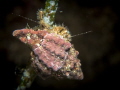  Hanging on. hermit crab strand posedonia on  